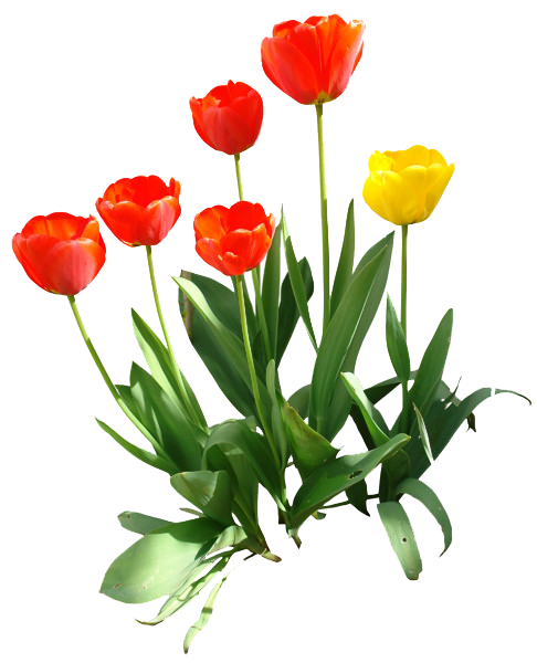 Tulip PNG Transparentes Bild