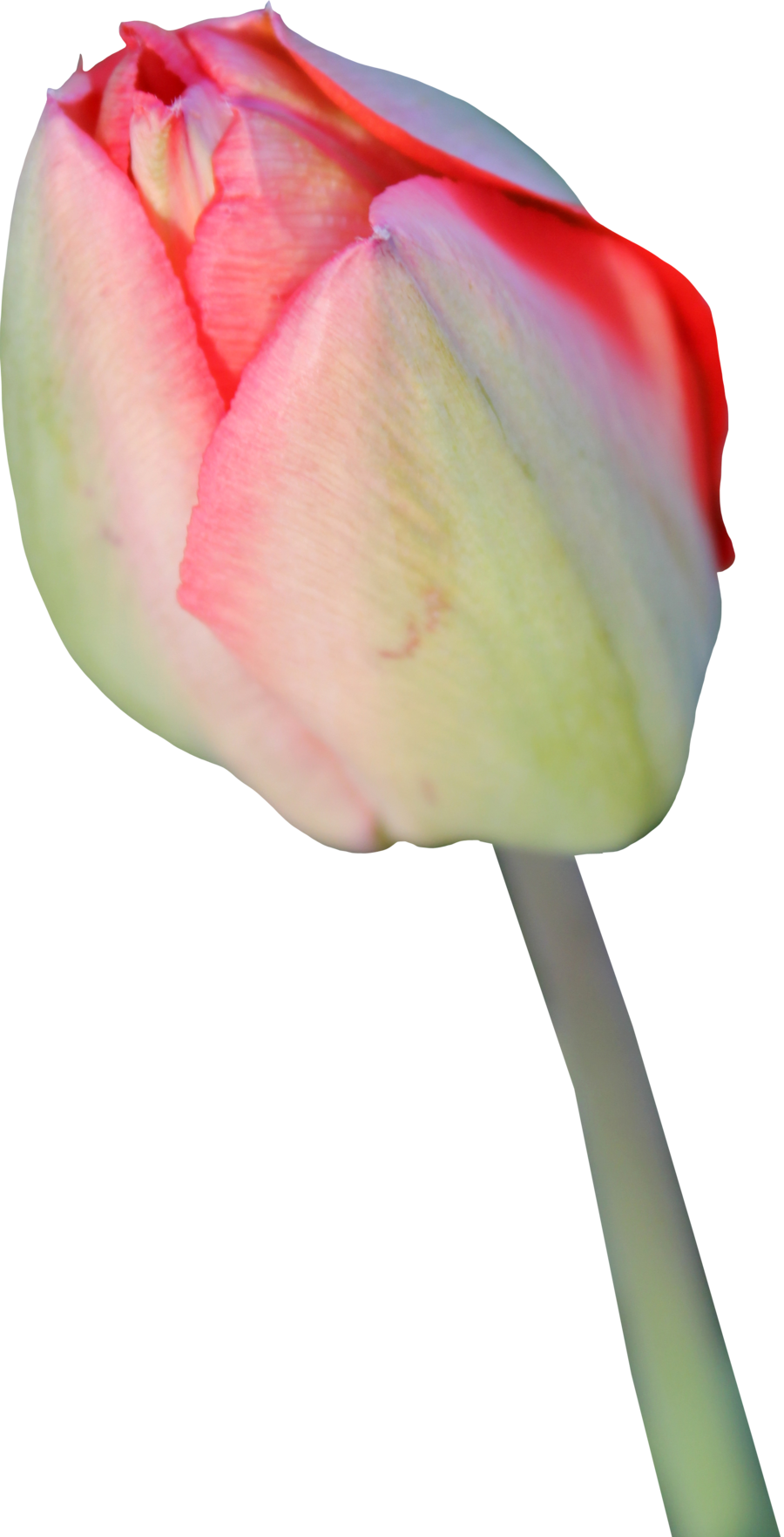 Tulpe Transparenter Hintergrund