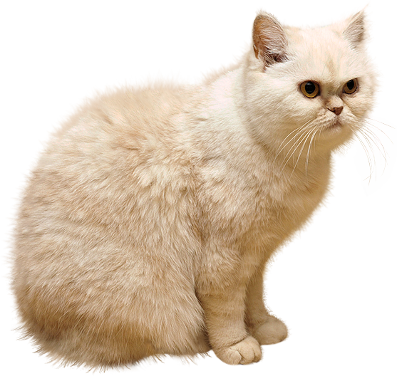 White Cat PNG | PNG Mart