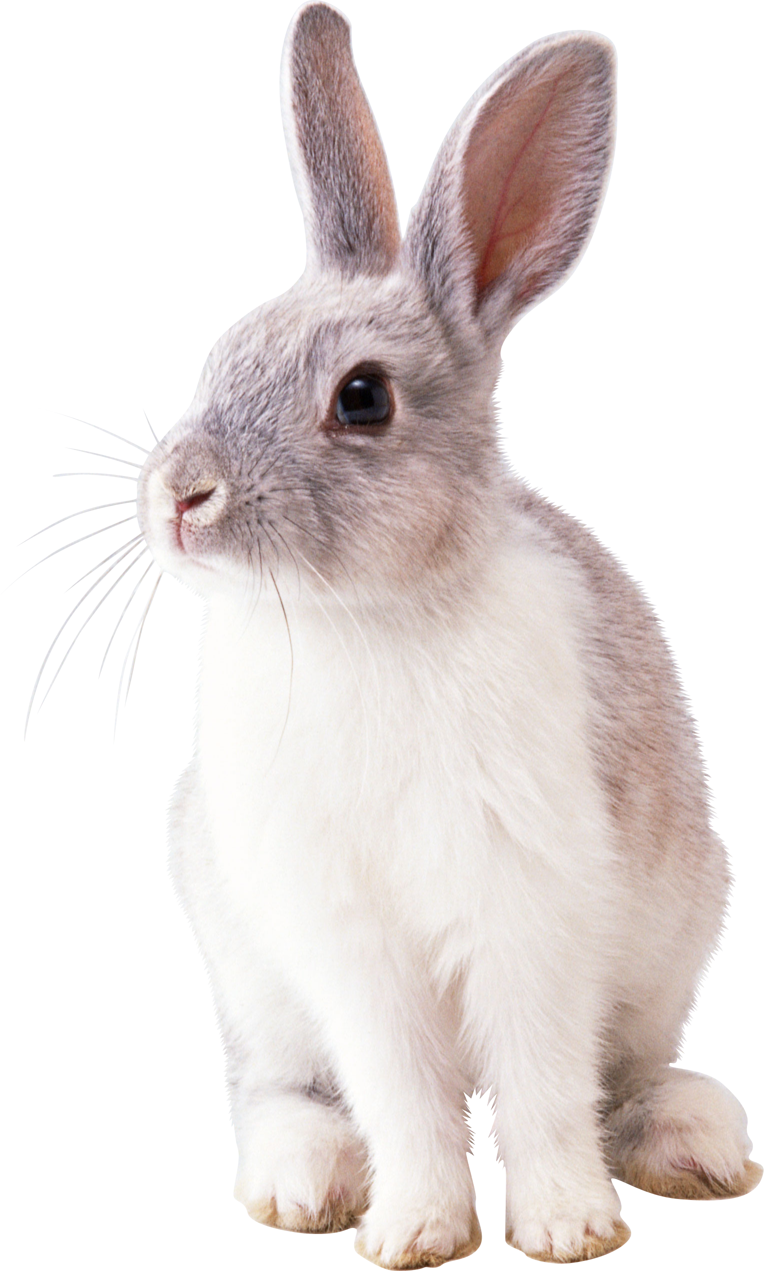 Immagine di PNG con coniglio bianco