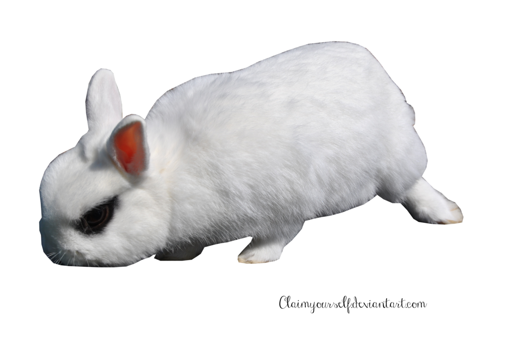 Imagen transparente PNG de conejo blanco
