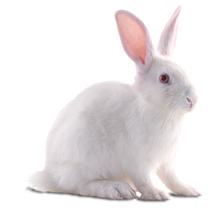 coniglio bianco