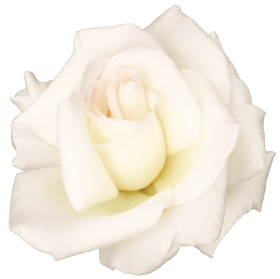 Weiß Rose PNG Transparentes Bild