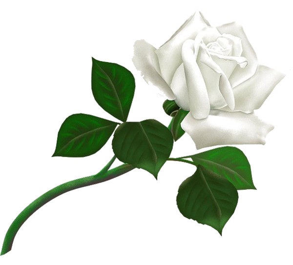 White Rose Transparent Background