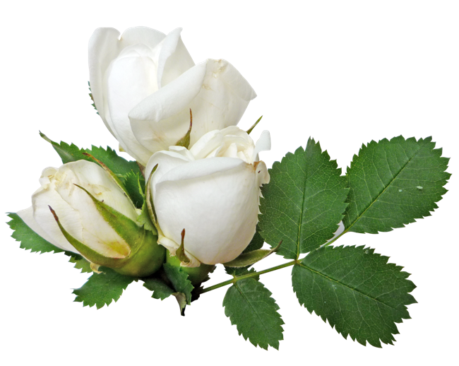 Белая роза прозрачная PNG