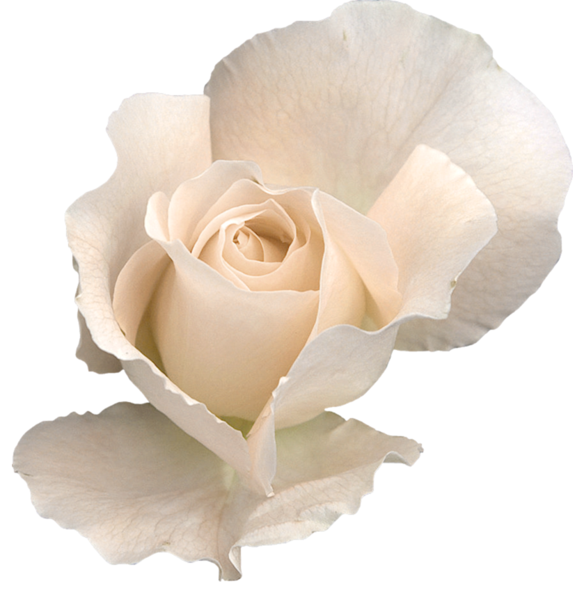 Белая роза прозрачная PNG
