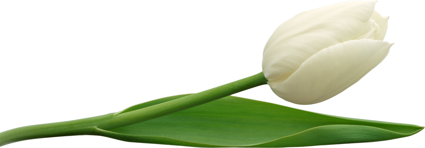 Weiße Tulip PNG