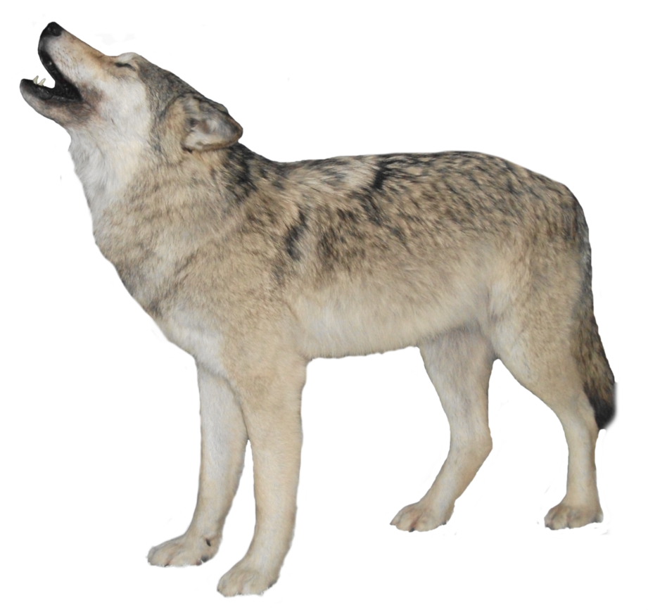 White Wolf Transparent Background PNG