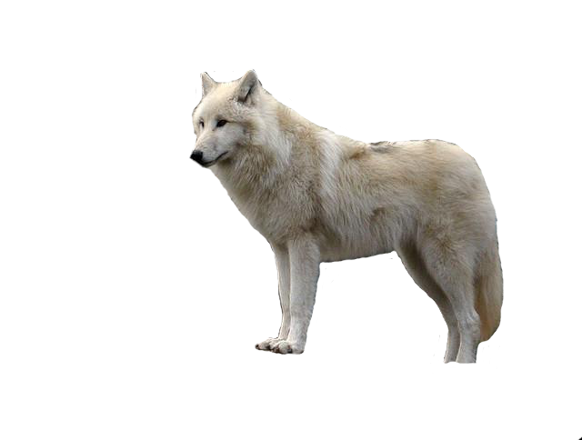 Weißer Wolf mit transparentem PNG