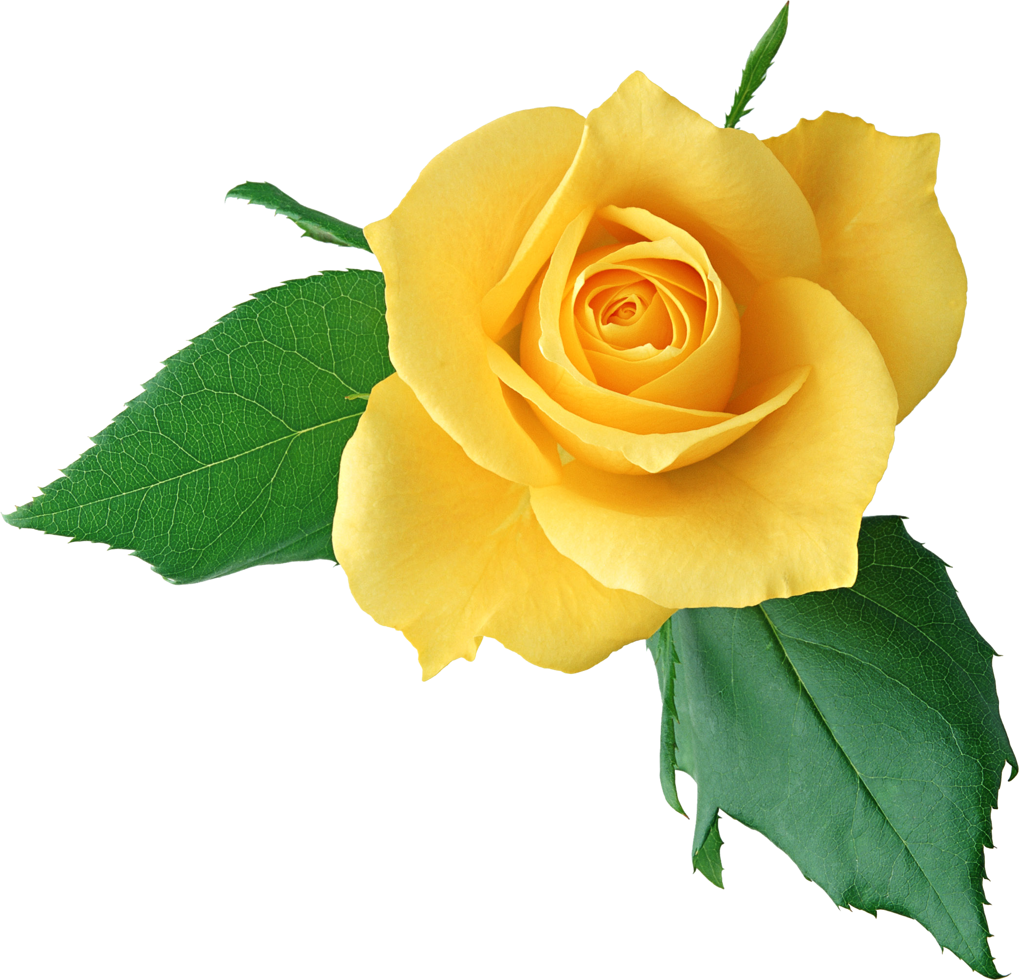 Желтая роза PNG Clipart