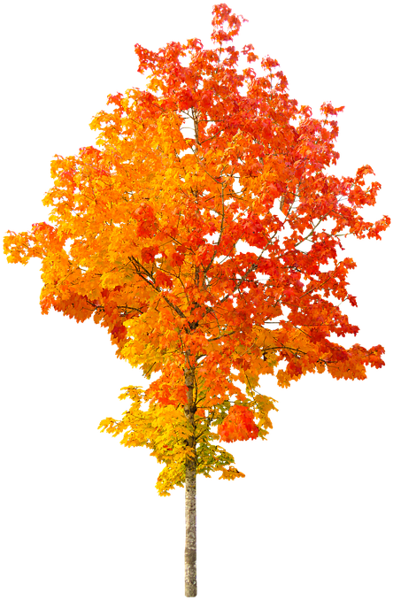 Осенние листья PNG Clipart