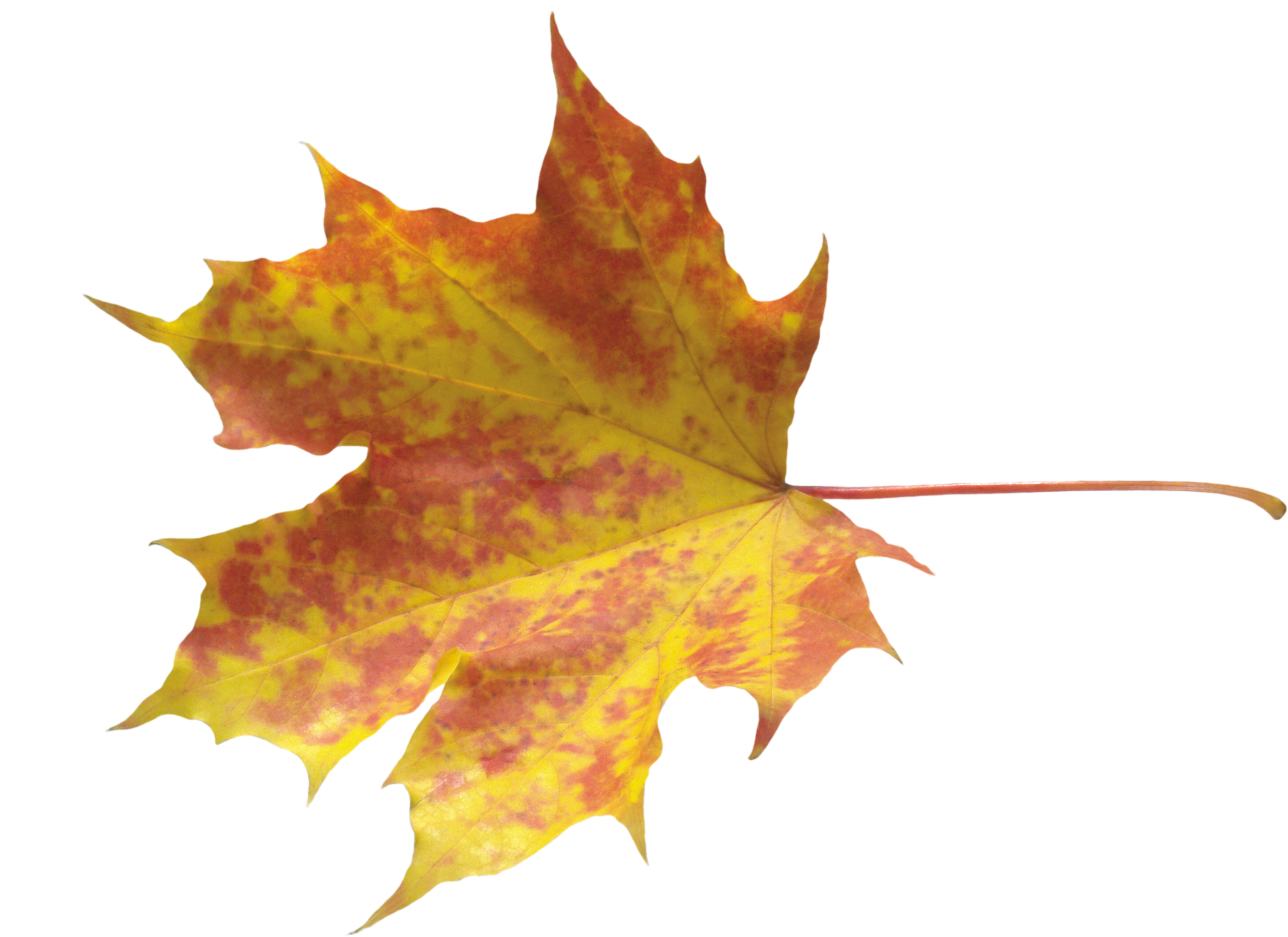 Autumn Leaves PNG HD
