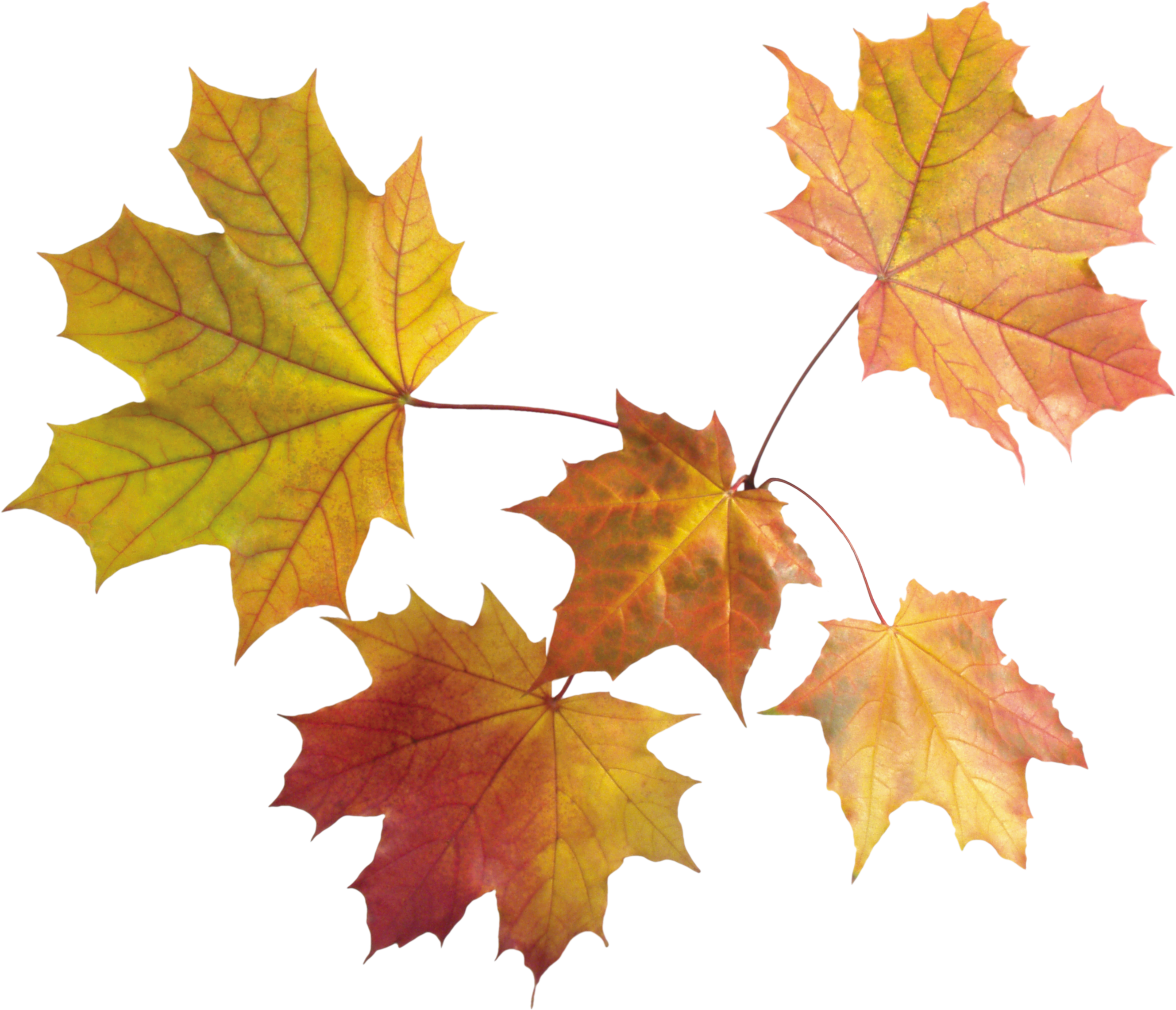 Autumn Leaves PNG Pic