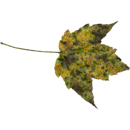 Осенние листья прозрачные PNG
