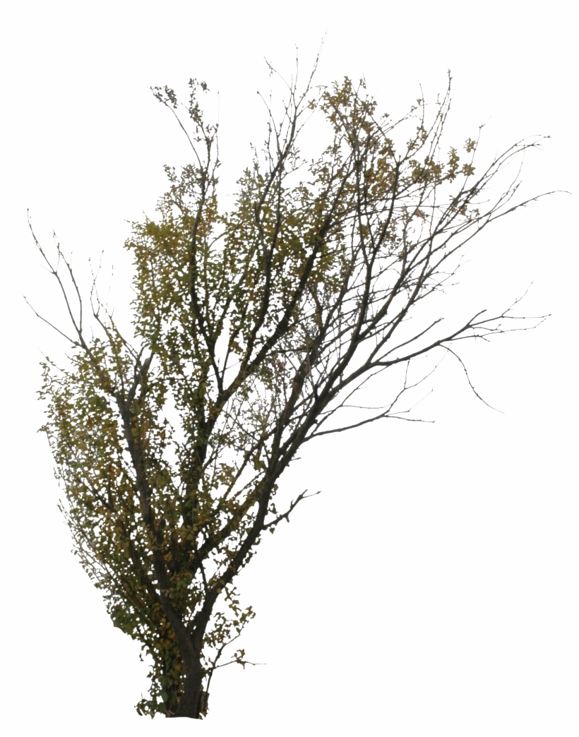Automne arbre PNG Clipart