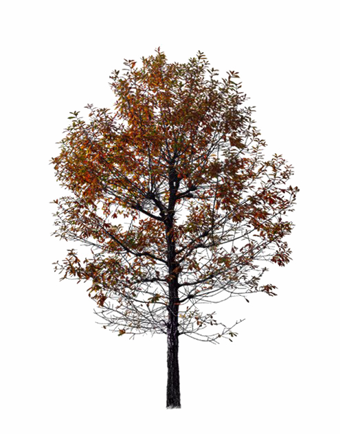 Herbstbaum PNG-Fotos