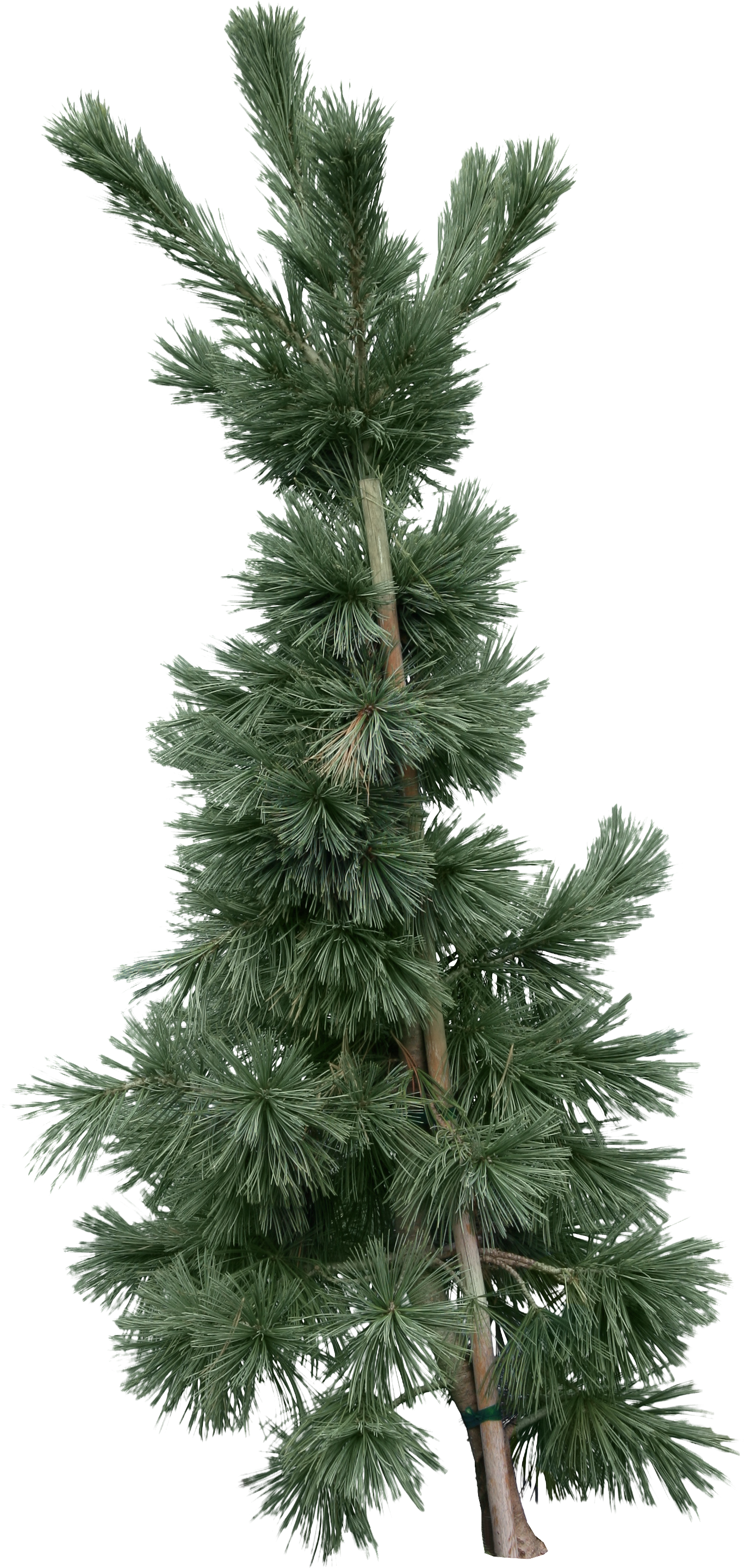 CEDAR TREE PNG PICture