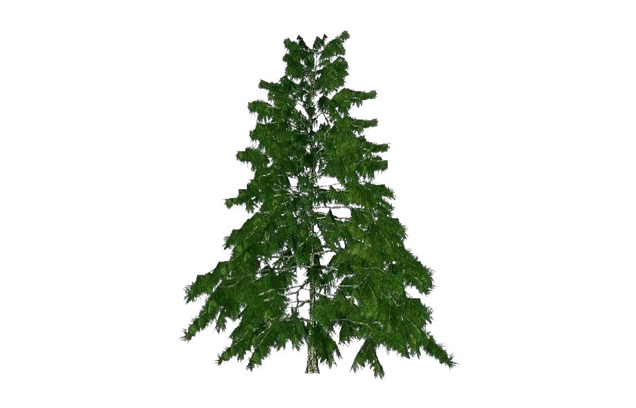 Cedar Tree PNG Transparent Image