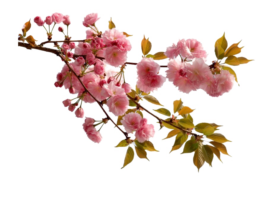 รูปภาพ PNG ดอกไม้จีน