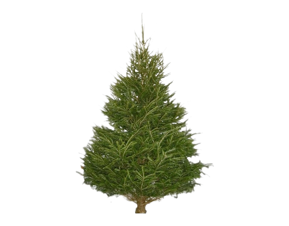 Christmas Pine Tree PNG Transparent Image