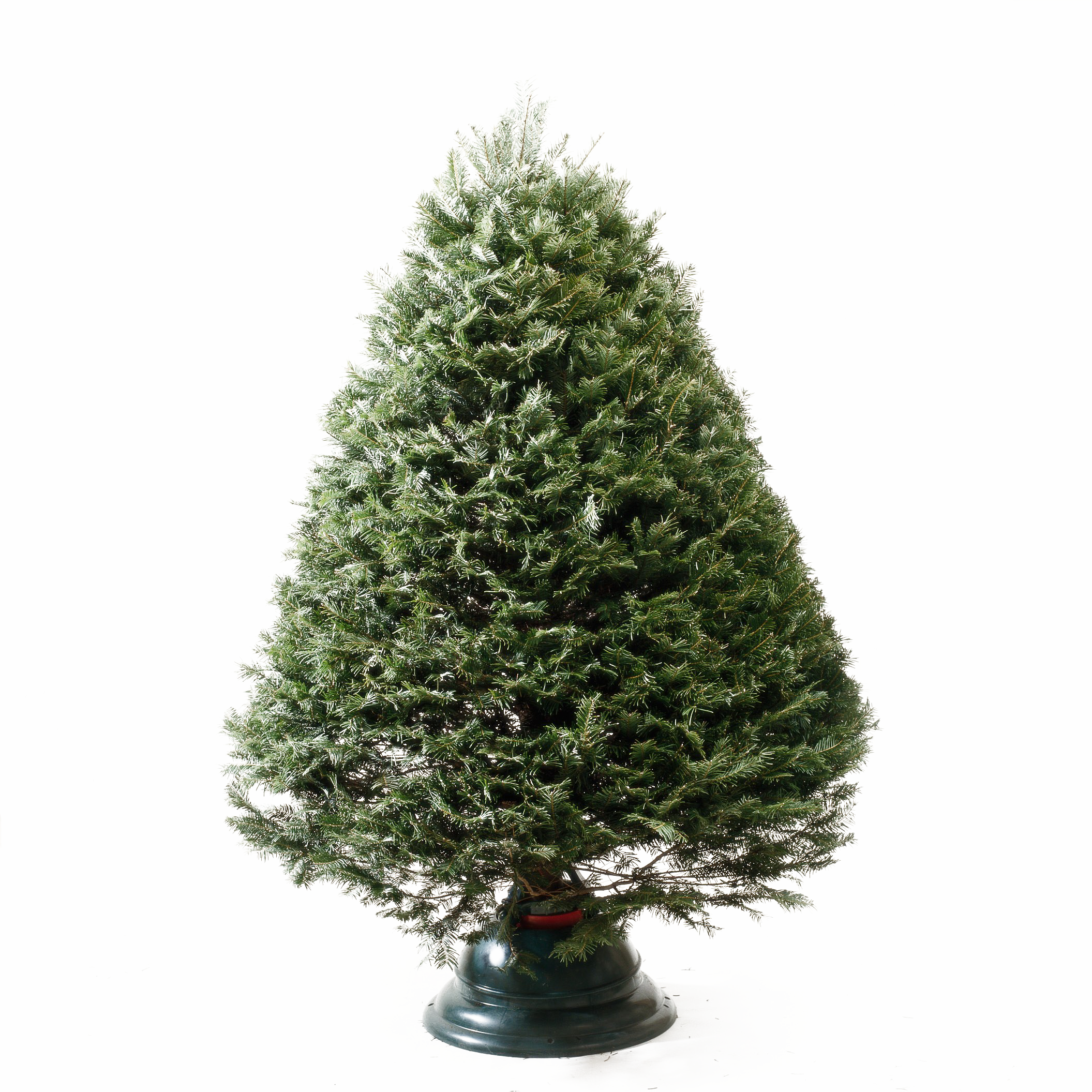 Christmas Pine Tree PNG Transparent Picture