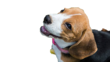 Собака смотрит Скачать PNG Image