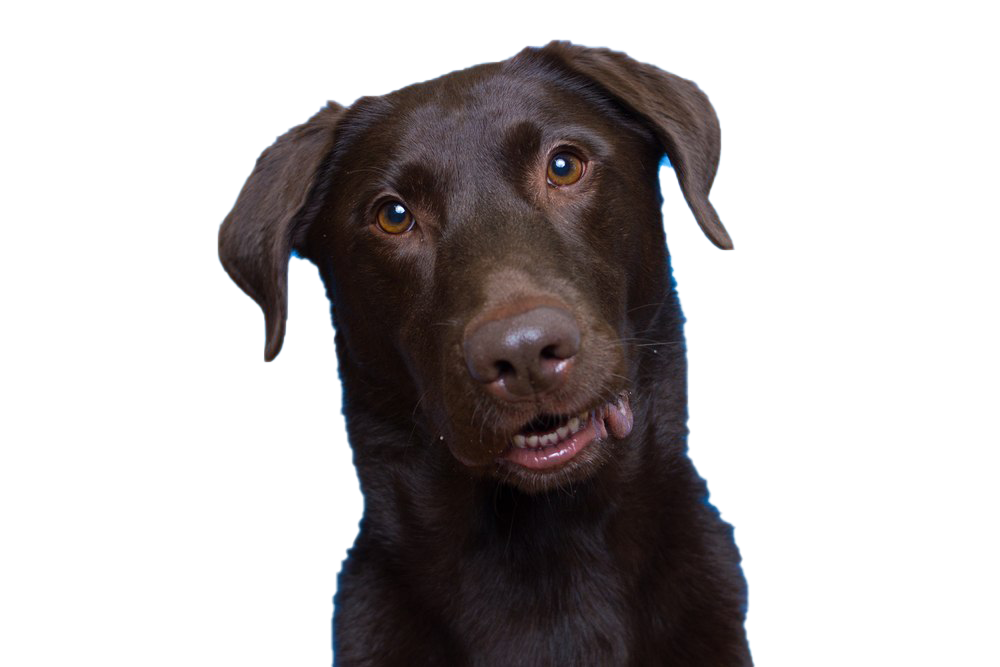 Dog Looking PNG Transparent Picture