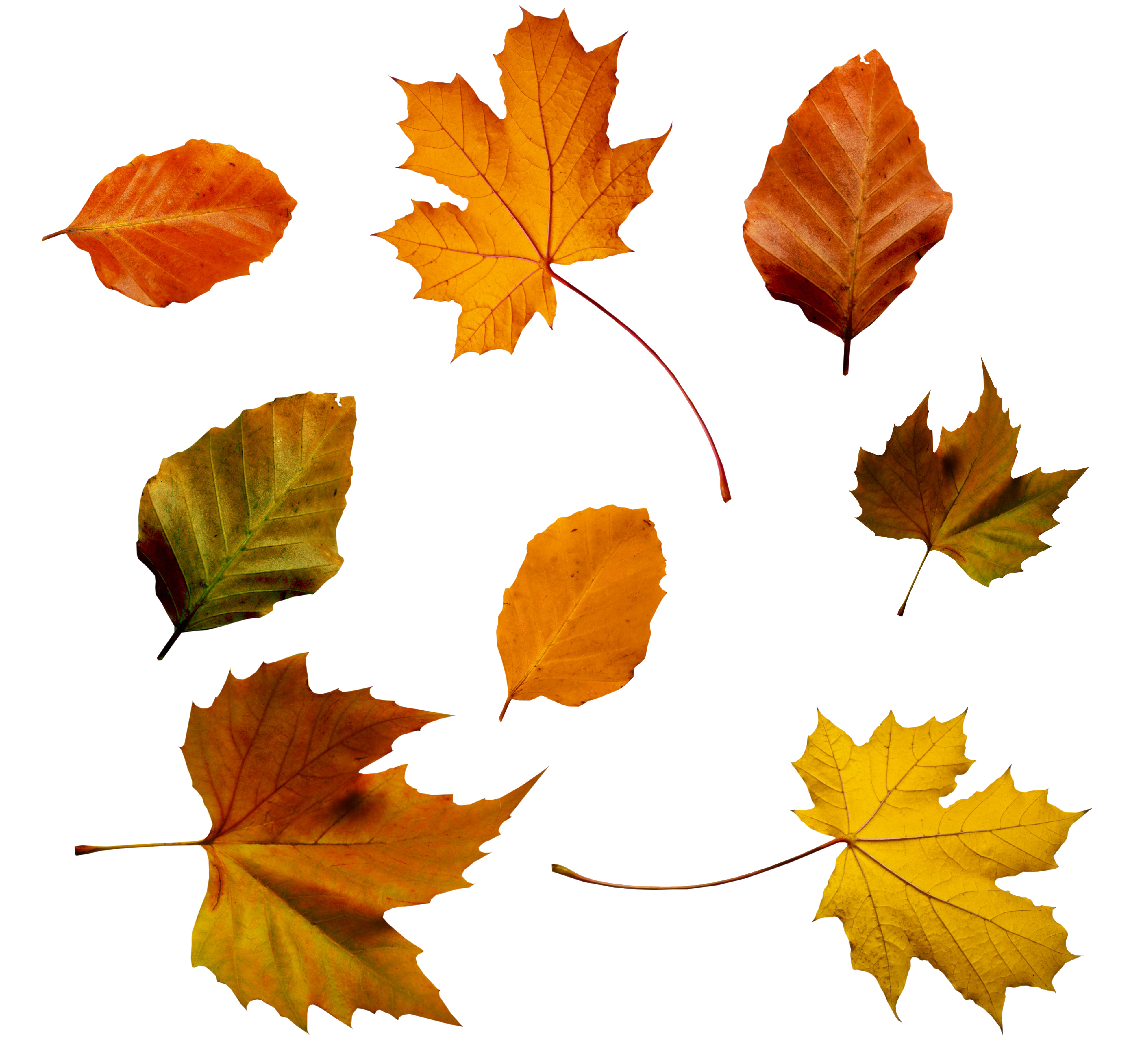 가을 단풍 PNG 투명한 이미지