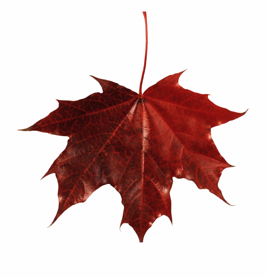 Fall Leaves PNG Free Download