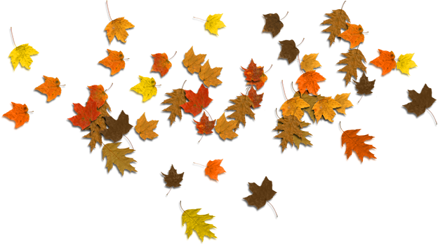 Осенние листья PNG прозрачная картина