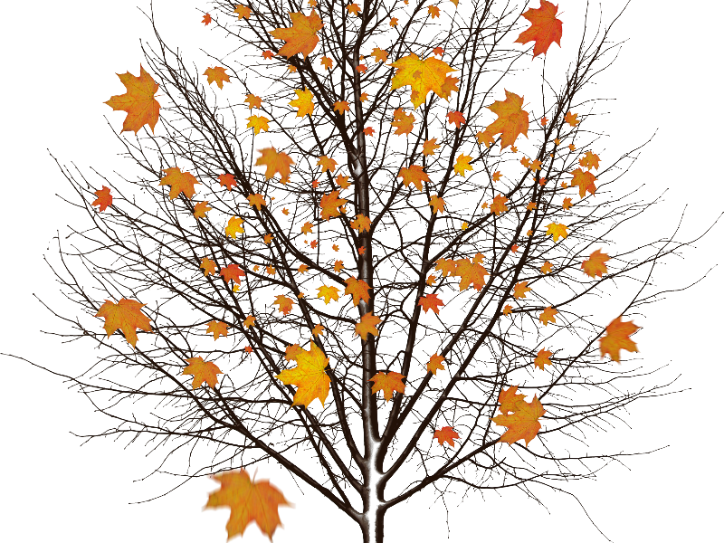 Осенние листья PNG прозрачные