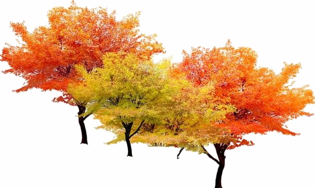 Albero di autunno Scarica limmagine PNG