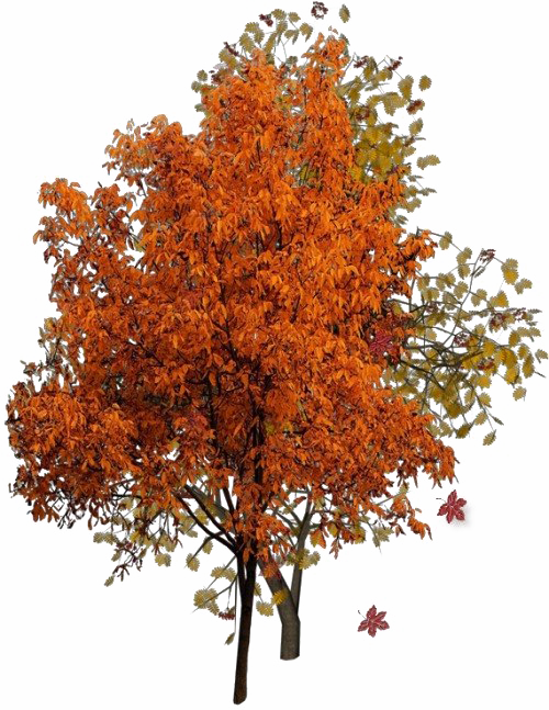 Arquivo de PNG de árvore de outono