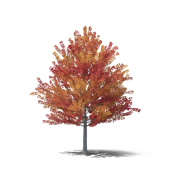 Descarga gratuita de Fall Árbol PNG del árbol