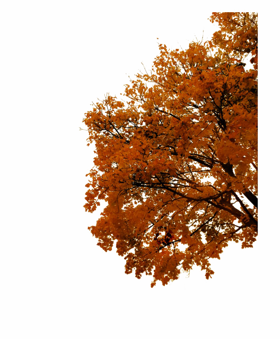 Immagine del PNG dellalbero di autunno