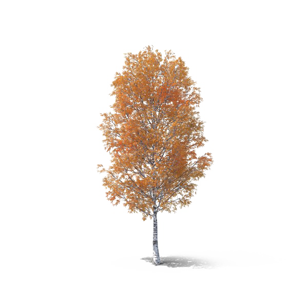 Automne arbre PNG Image Transparente