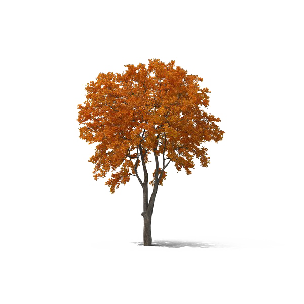 خريف شجرة PNG شفافة