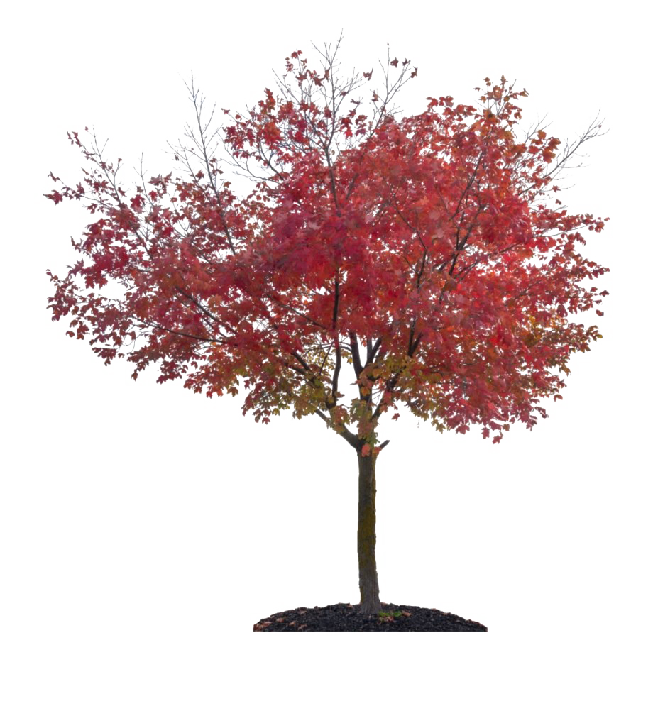 Nature Autumn Fall Tree PNG File