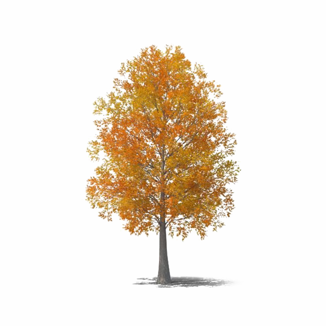 Природа осень падение дерева PNG Image