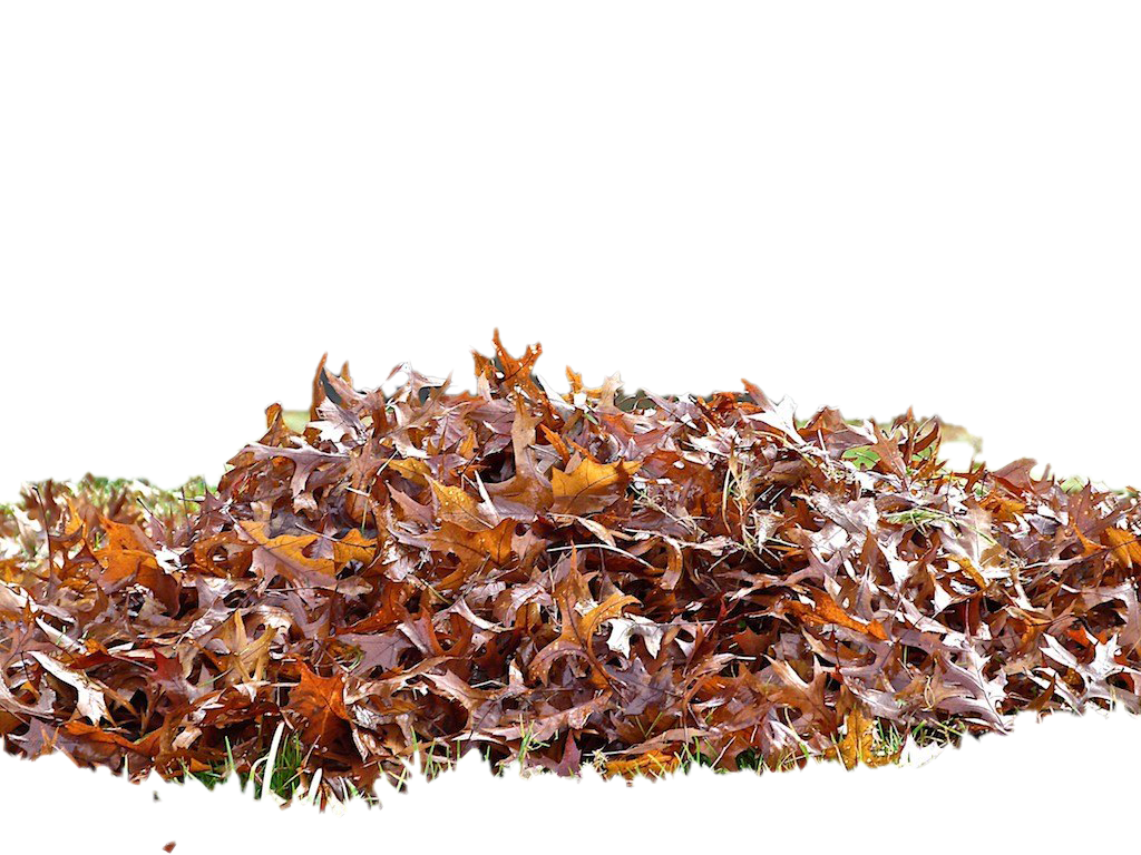 Pile Of Autumn Leaves PNG Photos