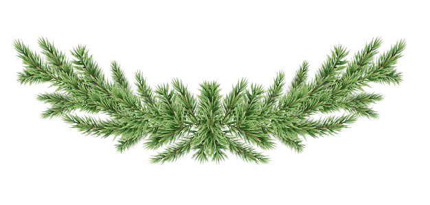 Pine Branch Background PNG