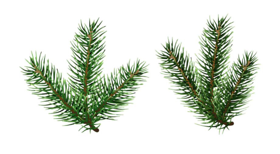 Pine Branch PNG Image
