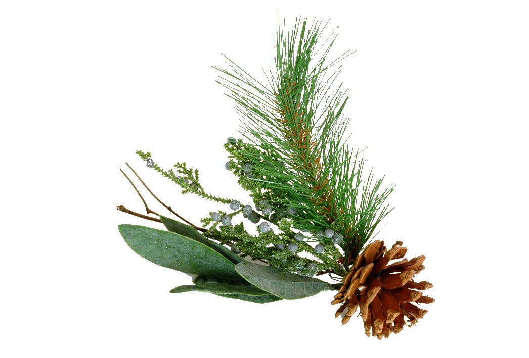 Pine Branch PNG Photo