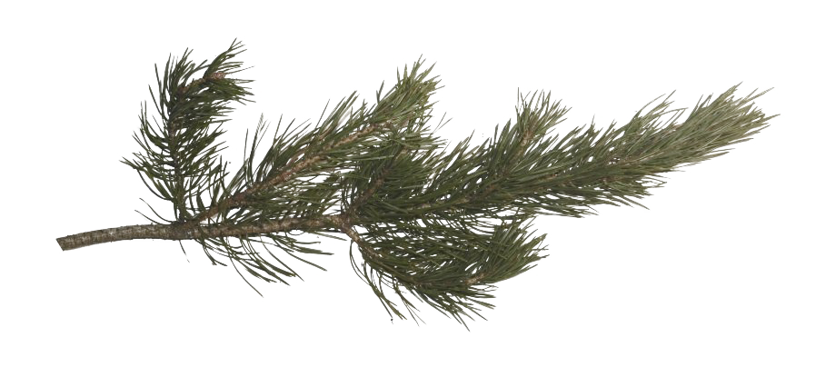 Pine Branch PNG Photos