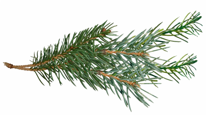 Pine Branch PNG Pic