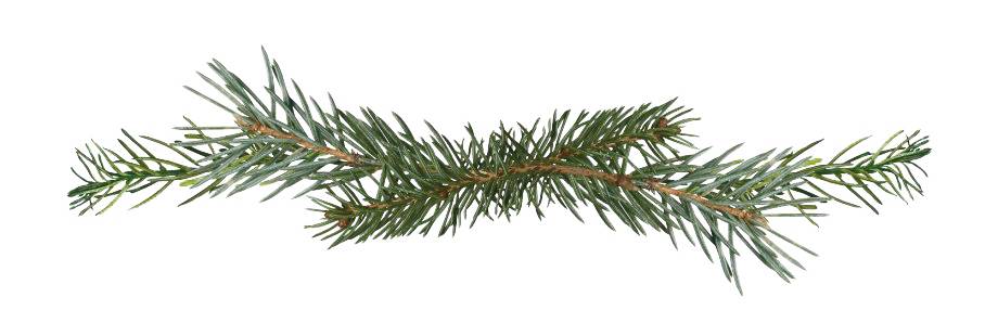 Immagine Trasparente del pino del ramo PNG