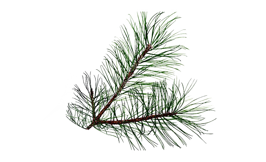 Pine Branche PNG Transparente