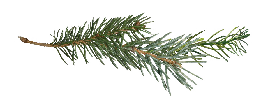 Pine Branch Transparent PNG