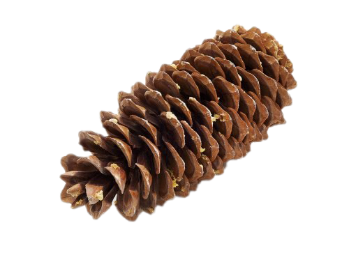 Pine Cone PNG Image