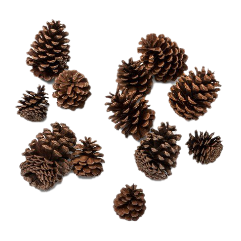 Pine Cone PNG Photos